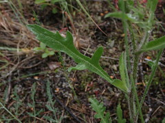 Gaillardia aristata