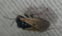 Geocoris