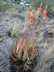 Aloe hereroensis