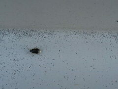 Deraeocoris lutescens