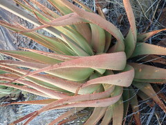 Aloe hereroensis