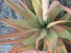 Aloe hereroensis