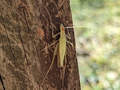 Oecanthus