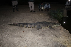 Crocodylus moreletii