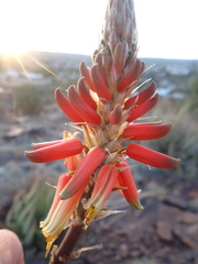 Aloe hereroensis
