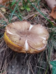 Suillus collinitus