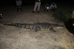 Crocodylus moreletii