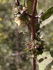 Silphium albiflorum