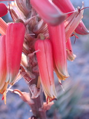Aloe hereroensis