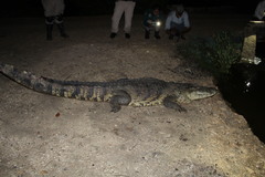 Crocodylus moreletii