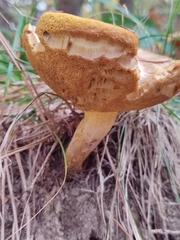 Suillus collinitus