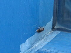 Deraeocoris lutescens