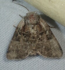 Meropleon ambifusca