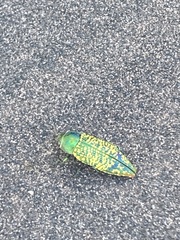 Buprestis confluenta