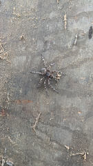 Dolomedes tenebrosus