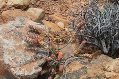 Crassula rupestris