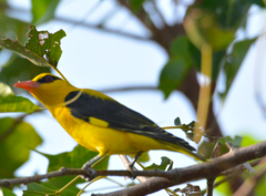 Oriolus kundoo