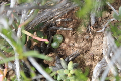 Bulbine mesembryanthemoides