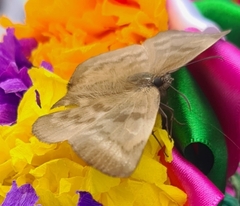 Achlyodes pallida