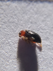 Luperomorpha