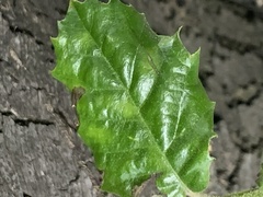 Quercus ilex