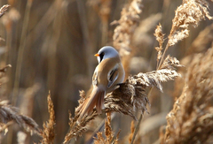 Panurus biarmicus