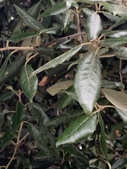 Quercus ilex