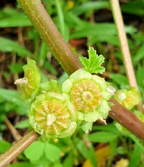 Malva