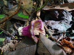 Cobaea scandens