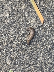 Milacidae