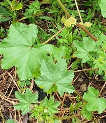 Malva