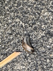 Milacidae