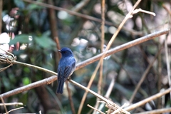 Eumyias albicaudatus