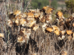 Cynara cardunculus