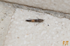 Cosmopterix