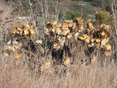 Cynara cardunculus
