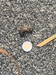 Milacidae