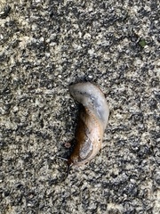 Milacidae