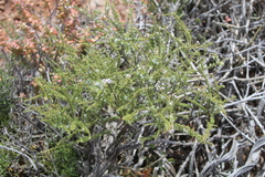 Eriocephalus ericoides