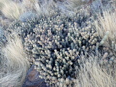 Tephrocactus articulatus