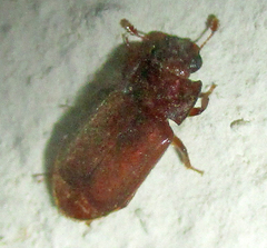 Ecnomaeus