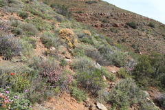 Eriocephalus ericoides