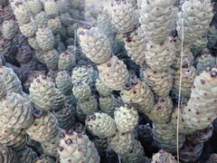 Tephrocactus articulatus