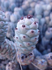 Tephrocactus articulatus