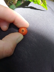 Citharexylum subflavescens