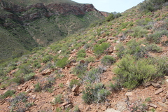 Eriocephalus ericoides
