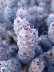 Tephrocactus articulatus