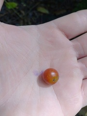 Citharexylum subflavescens