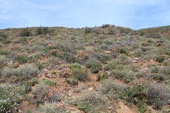 Eriocephalus ericoides