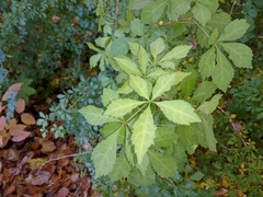 Eleutherococcus sieboldianus